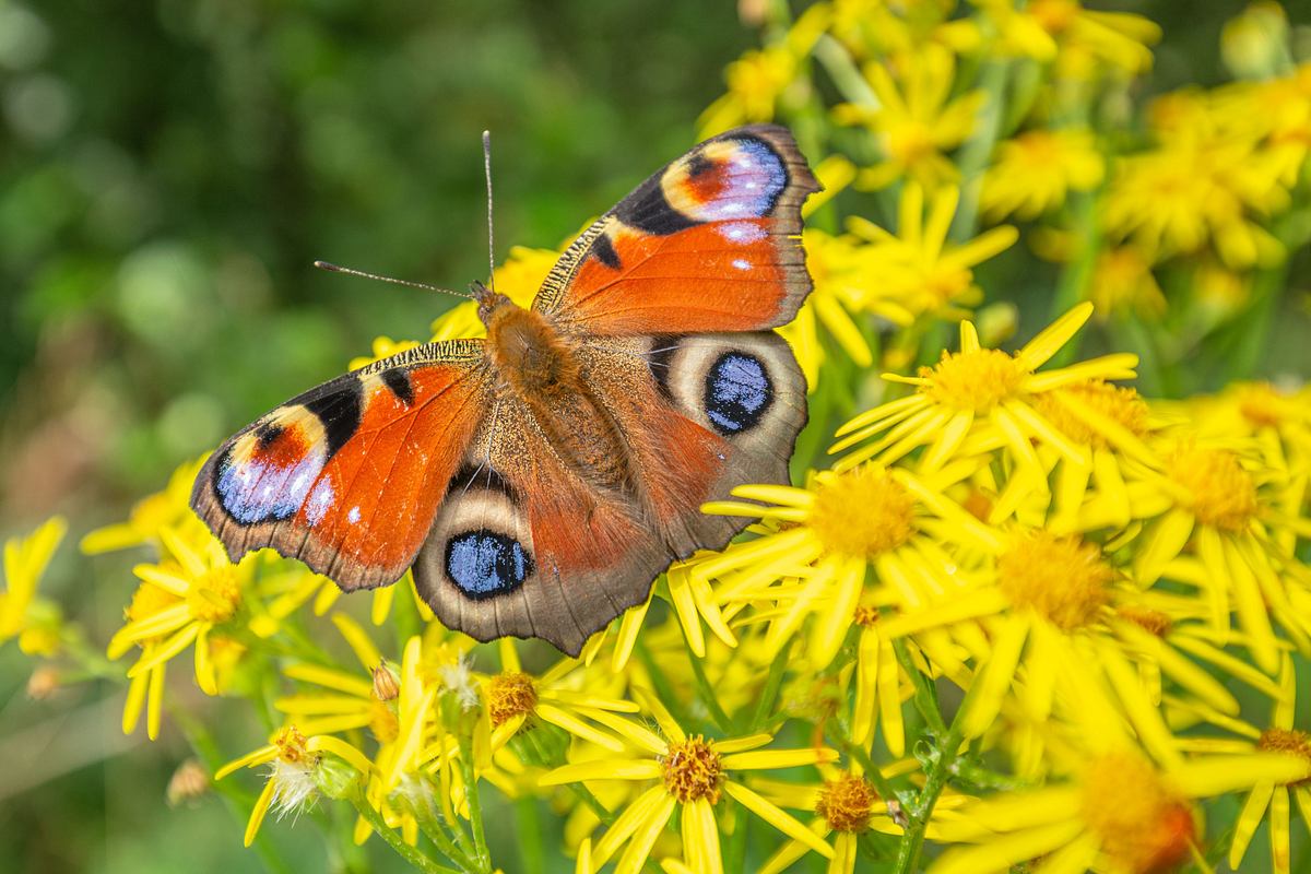Tagpfauenauge auf gelber Blüte: Schmetterling sitzt auf Jakobskreuzkraut