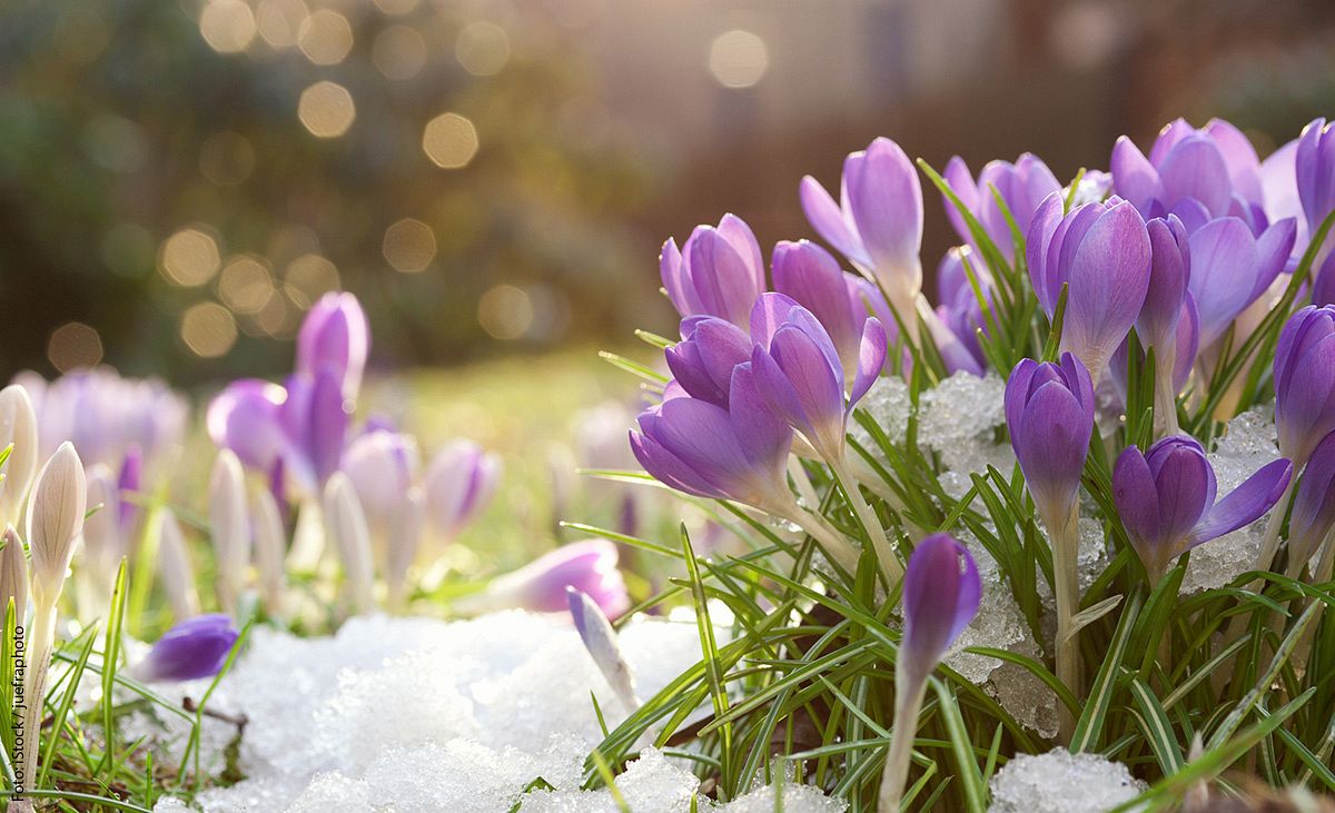 Violette Krokusse auf einer Wiese mit Schnee