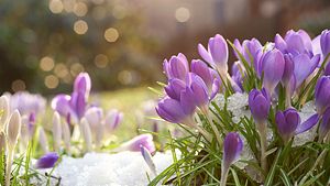Violette Krokusse auf einer Wiese mit Schnee - Foto: istock / juefraphoto