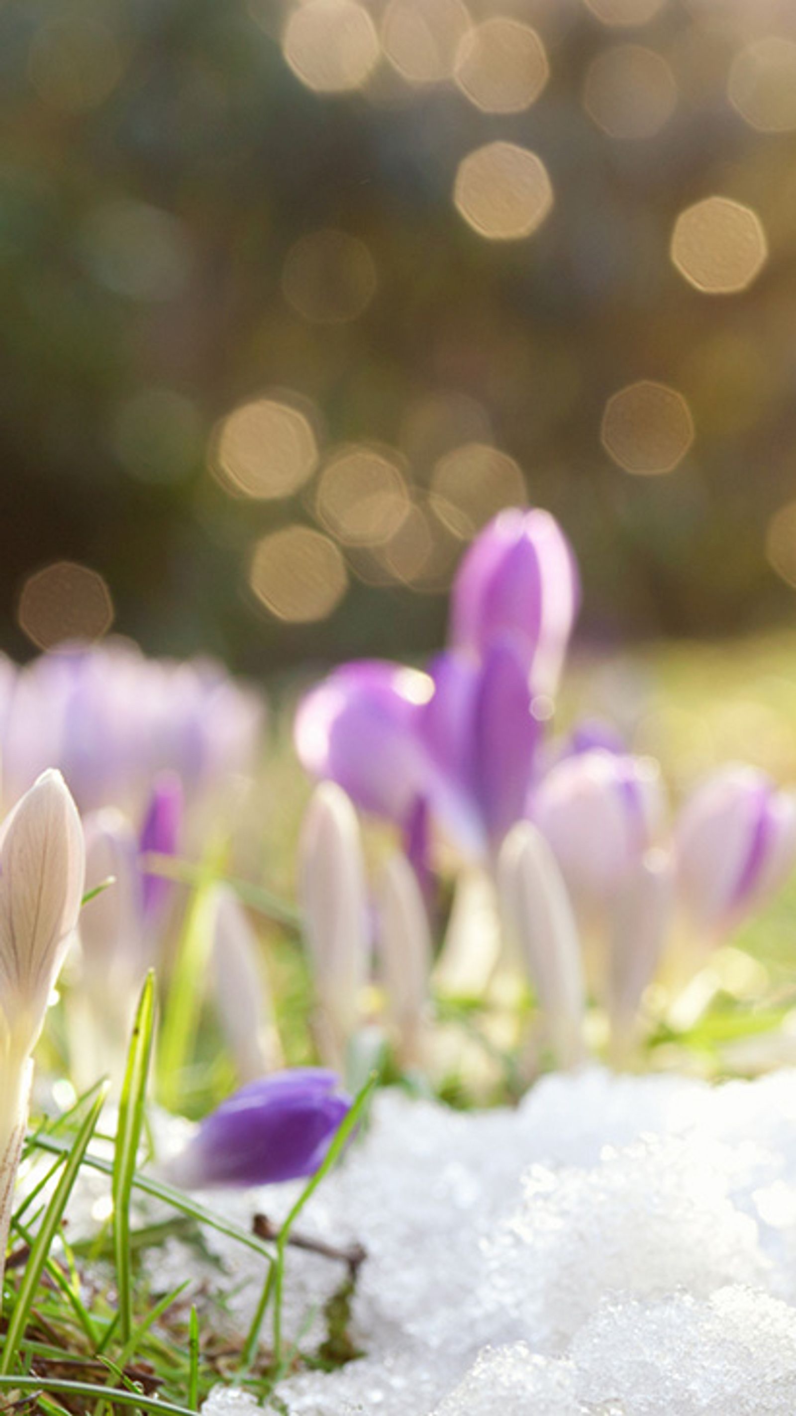 Krokusse pflanzen und pflegen | Selbst