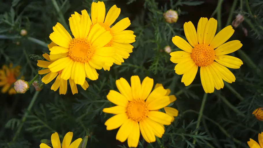 Chrysanthemum coronarium (Kronen-Wucherblume) Chrysanthemum coronarium (Kronen-Wucherblume)