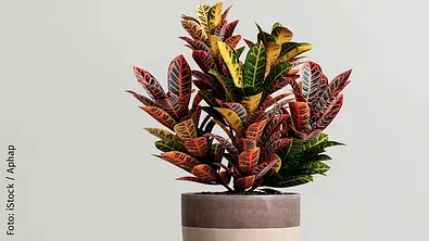 Kroton richtig pflegen - Foto: iStock / Aphap