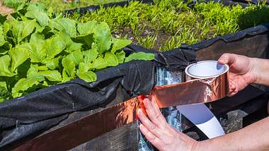 Kupferband gegen Schnecken schützt Ihre Pflanzen - Foto: iStock/Alexander Shapovalov