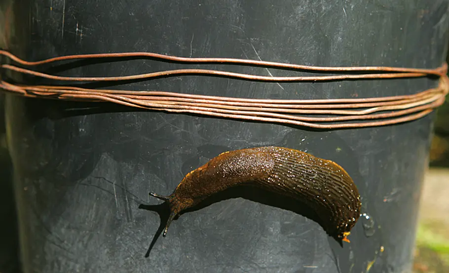 Schnecken Grenzen setzen Kupter-Schneckenzaun