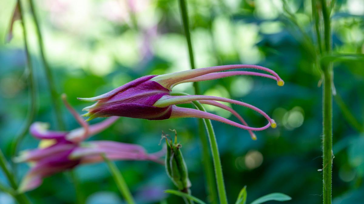 Langsporn-Akelei (Aquilegia longissima) 