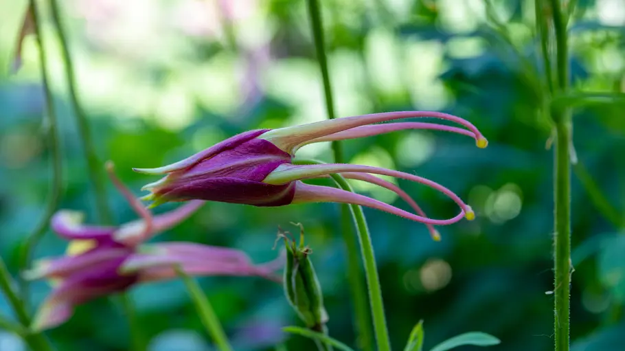 Langsporn-Akelei (Aquilegia longissima) Langsporn-Akelei (Aquilegia longissima)
