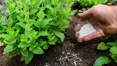 Ob Rasen oder Pflanzen: Langzeitdünger sind die perfekte Lösung für die optimale Nährstoffversorgung. Die besten Produkte und Tipps. - Foto: istock/schulzie