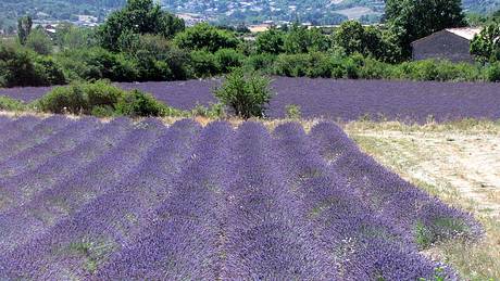 Lavendel - Foto: Annamartha / pixelio.de