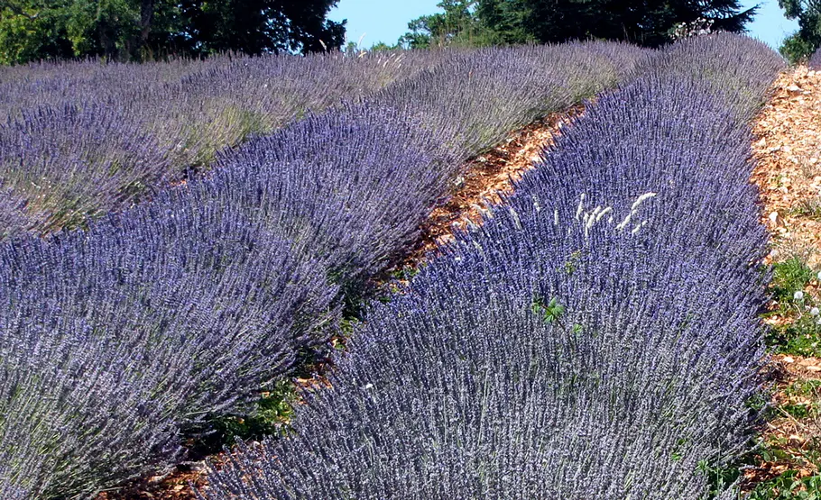 Urlaubs-Souvenir: Lavendel (Lavandula angustifolia) Blumen aus dem Urlaub