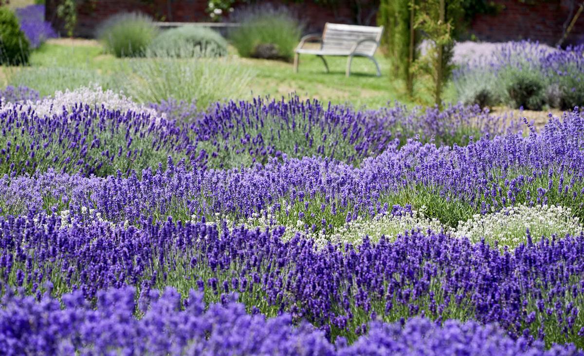 Lavendel anpflanzen