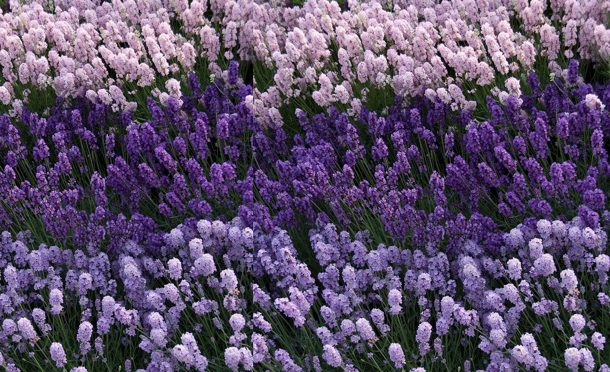 Lavendel anpflanzen