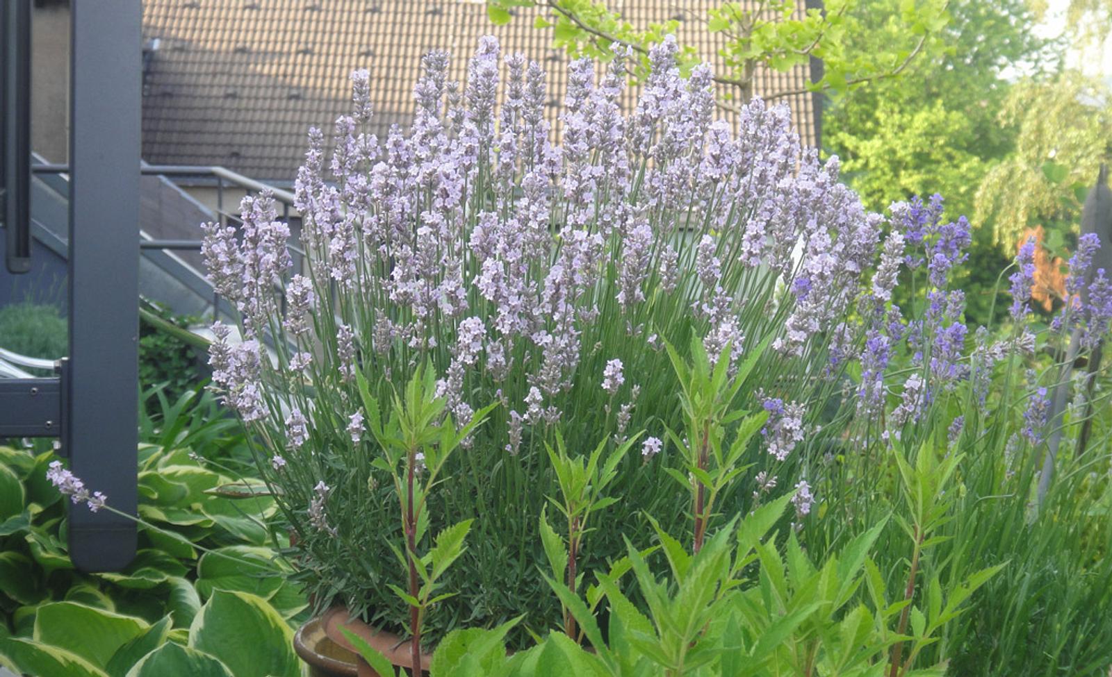 Lavendel im Topf selbst.de