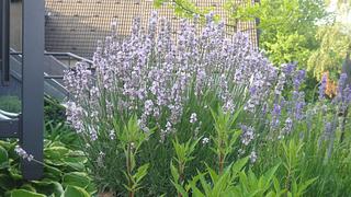 Lavendel im Topf - Foto: Helix