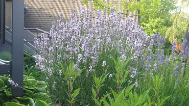 Lavendel im Topf - Foto: Helix Lavendel im Topf - Foto: Helix