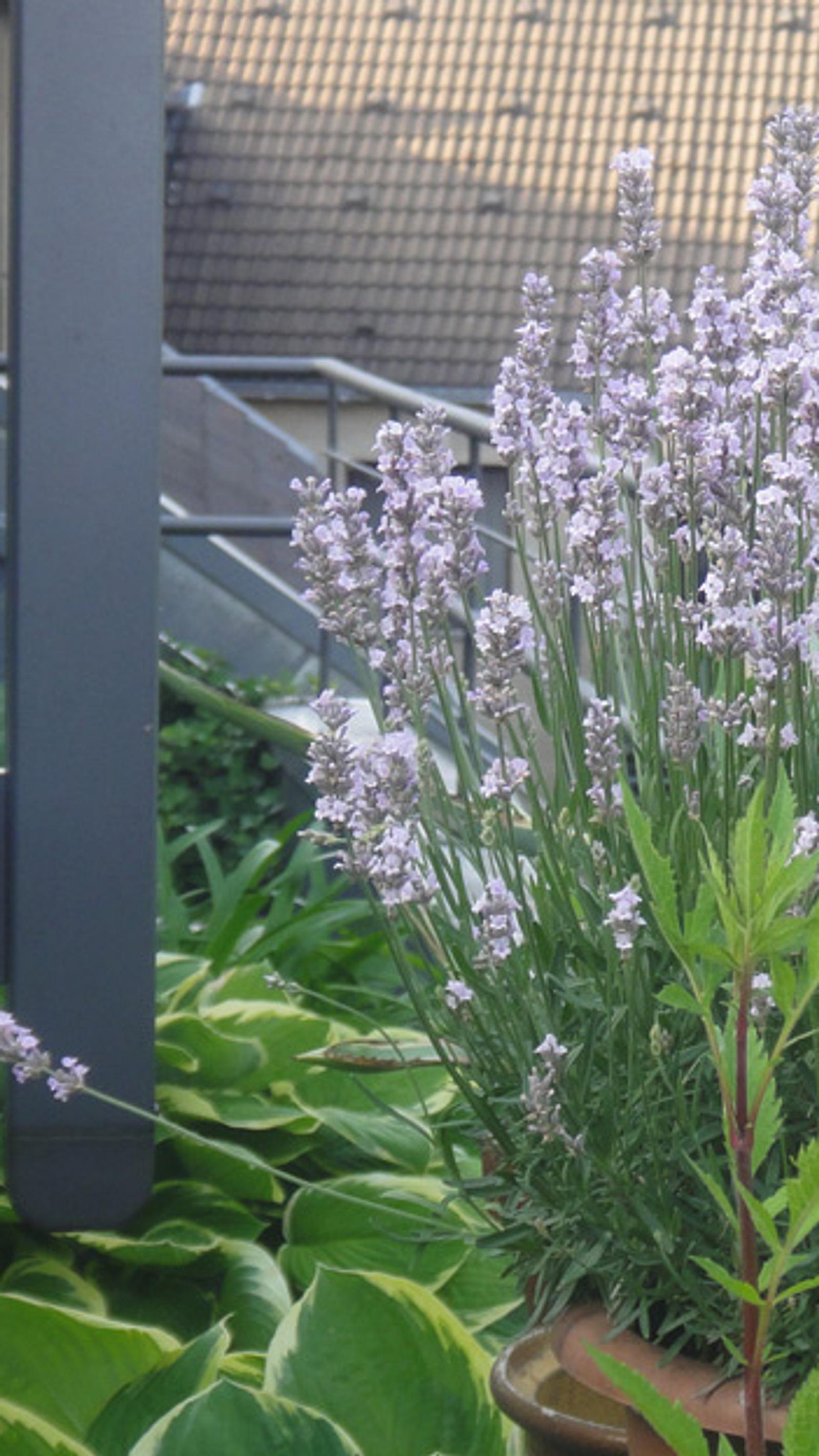 Lavendel im Topf | Selbst