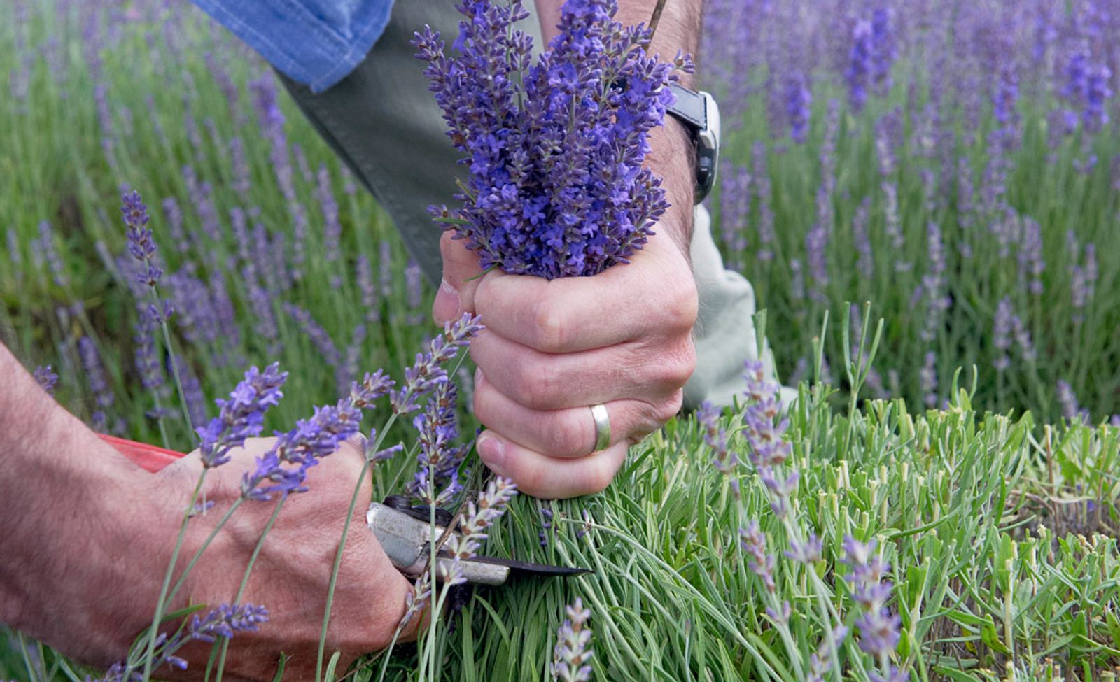 Lavendel fehlerfrei zurückschneiden So klappt's! selbst.de