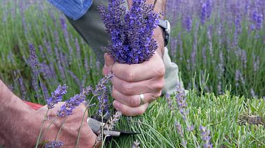 Lavendel schneiden - Foto: Helix
