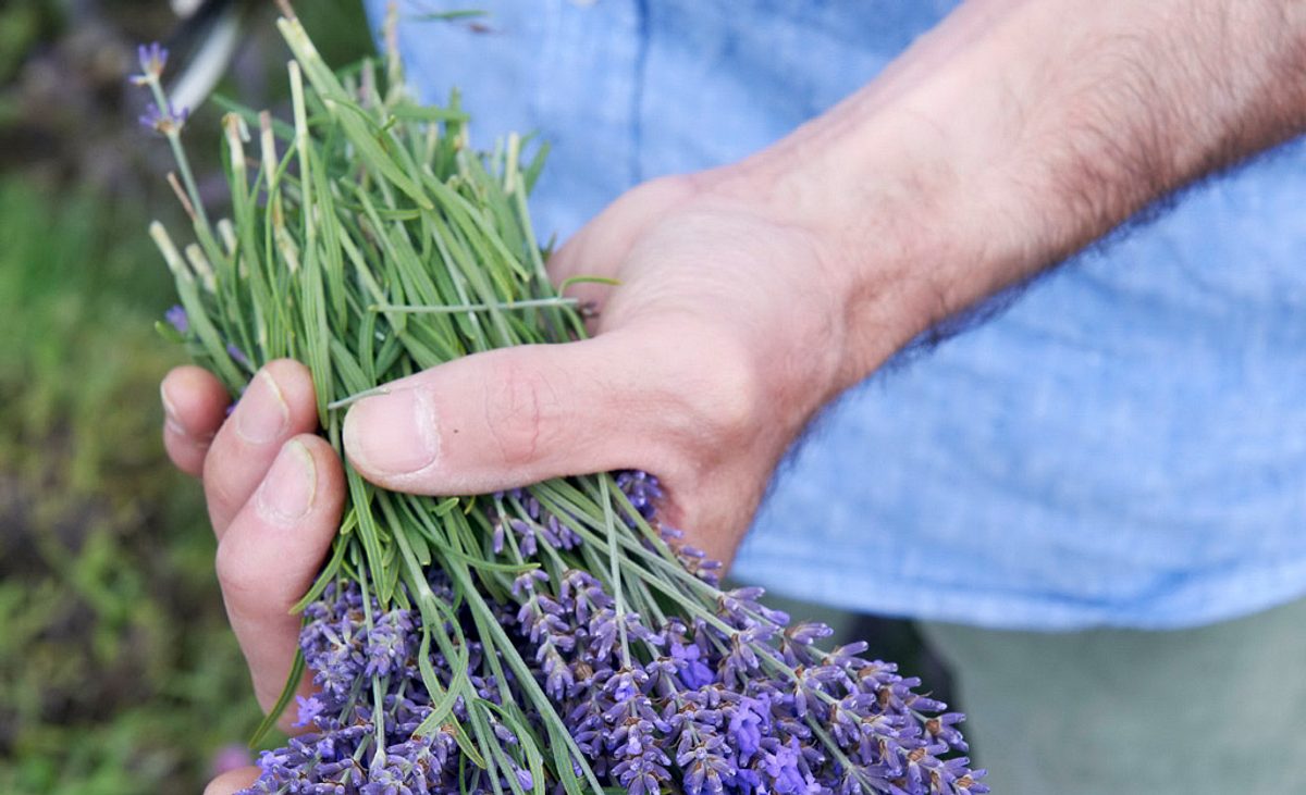 Lavendel schneiden