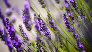 Lavendel Sorten - Foto: iStock/nailiaschwarz