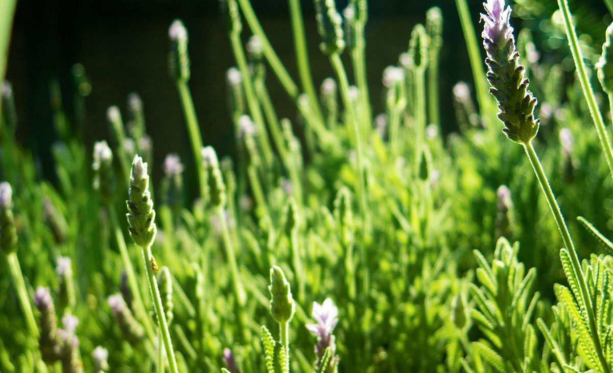 Französischer Lavendel