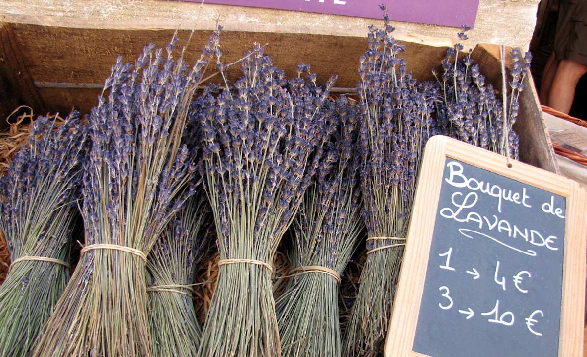 Lavendel trocknen