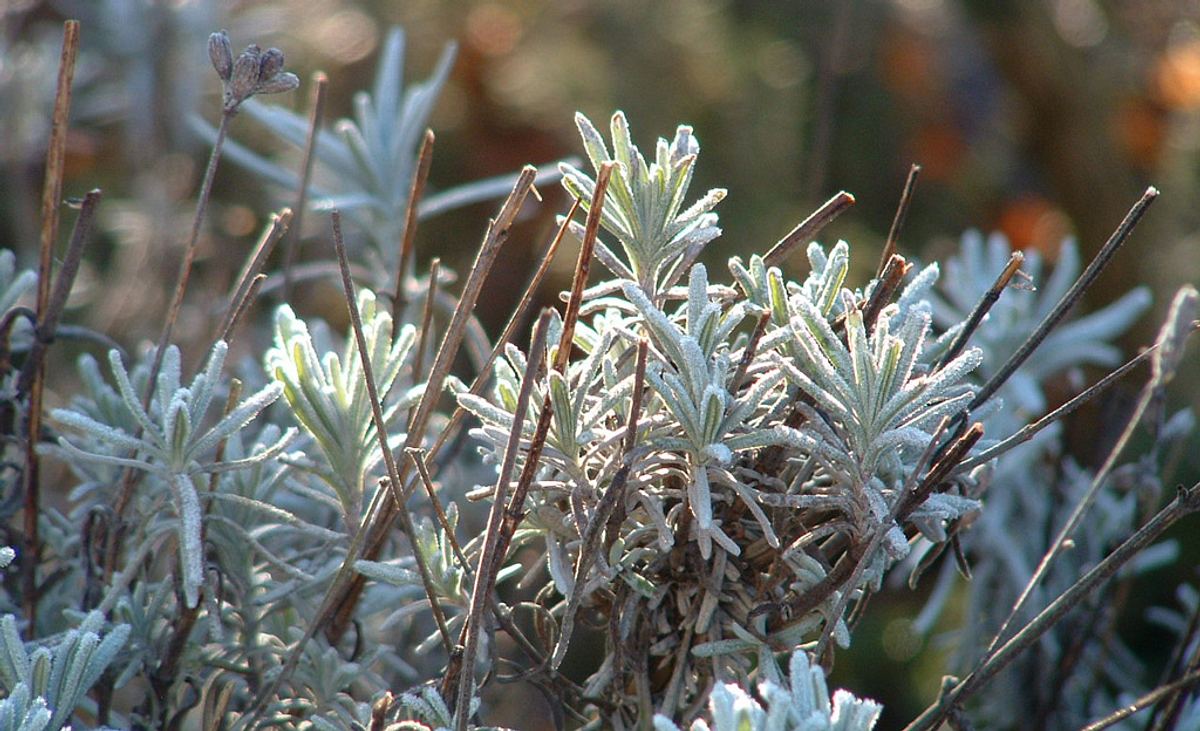 Lavendel überwintern