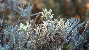 Lavendel überwintern - Foto: Hans / pixelio.de