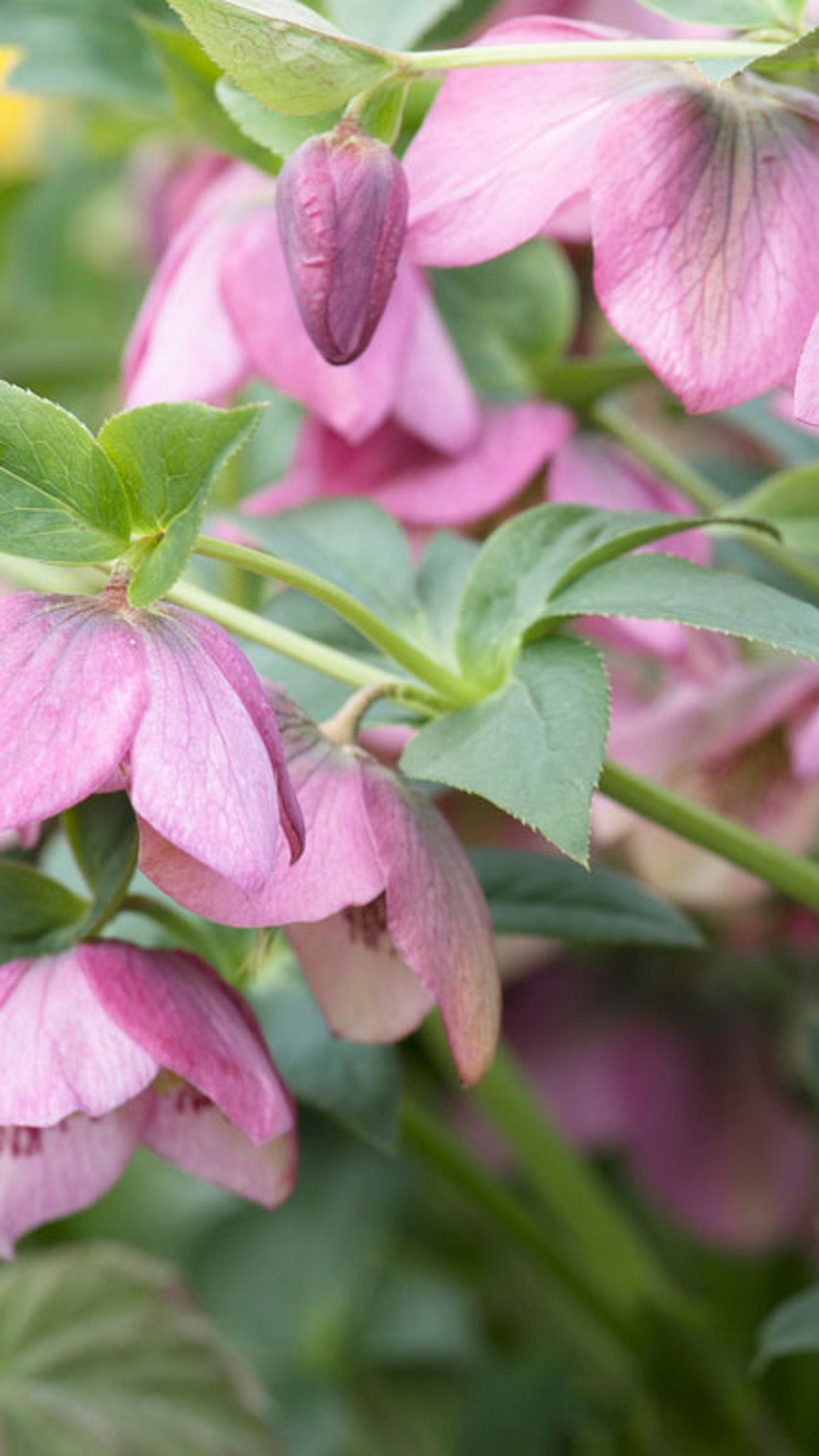 Lenzrose  Ideale Pflege und bester Standort | Selbst