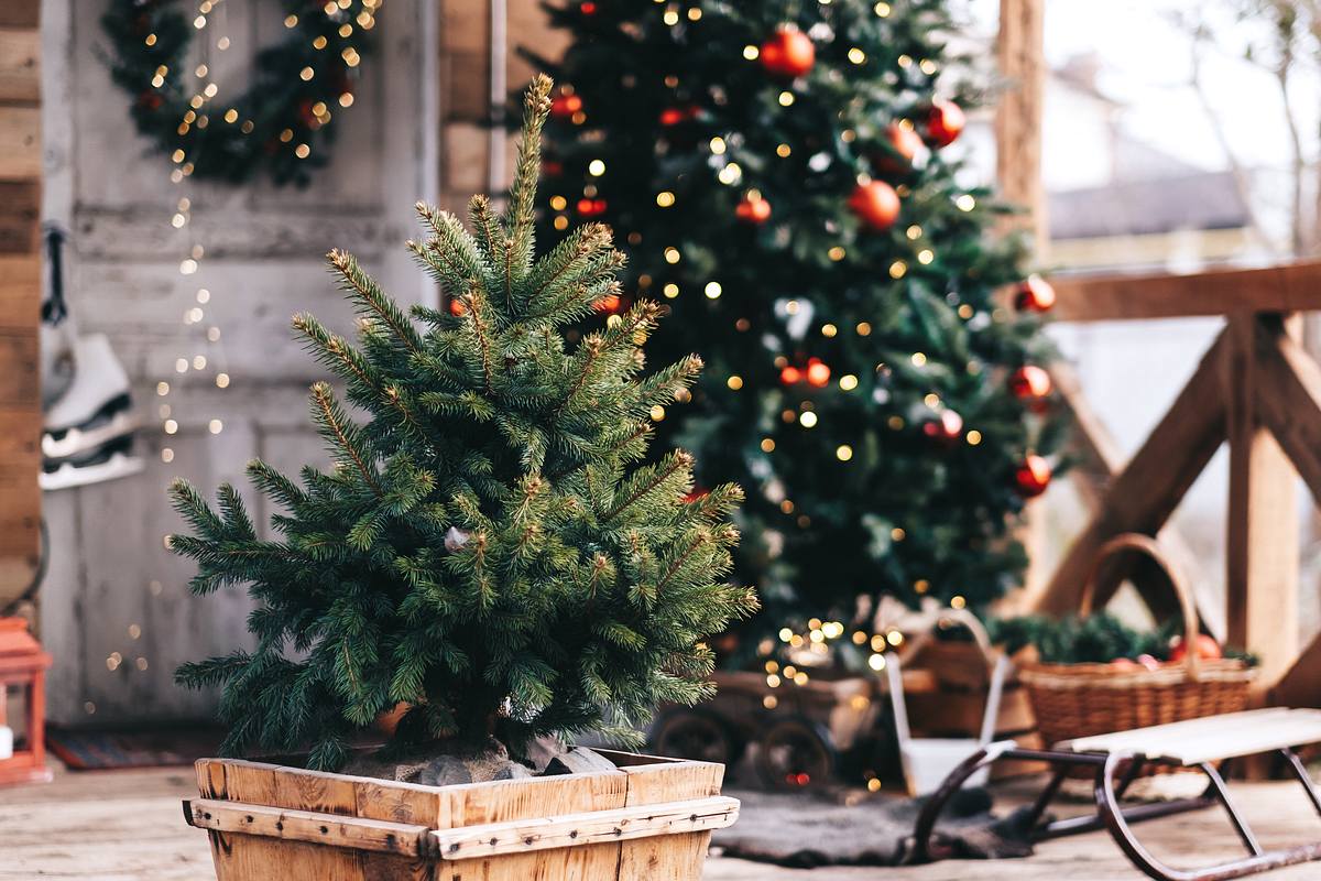 Weihnachtsbaum geschmückt und ungeschmückt