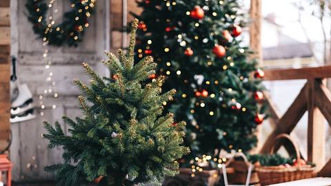 Weihnachtsbaum geschmückt und ungeschmückt - Foto: iStock / nikkimeel