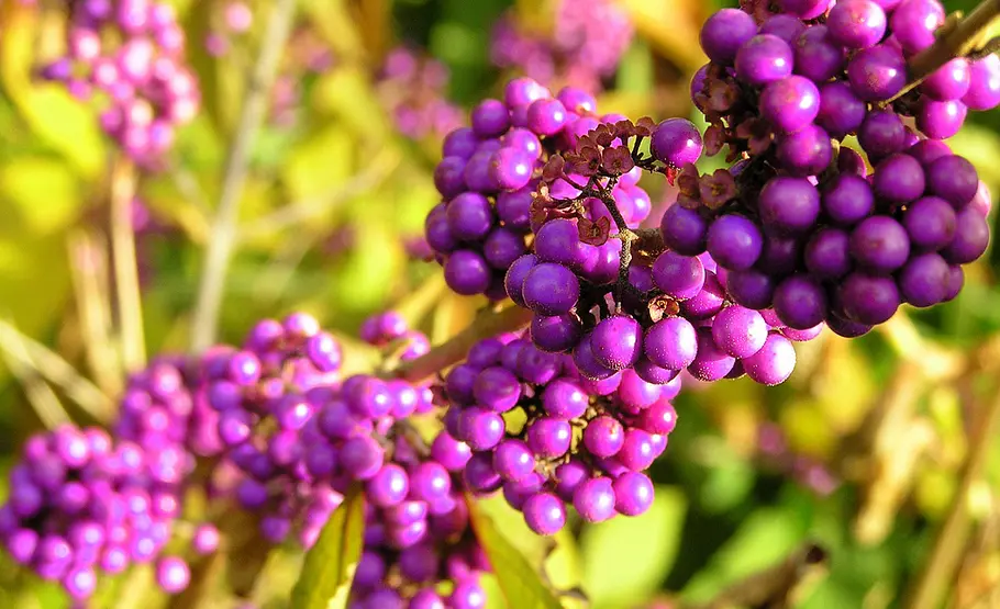 Beeren des Liebesperlenstrauch giftige Beeren