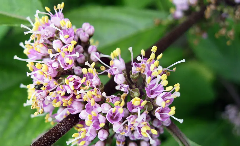 Giftpflanze: Liebesperlenstrauch Blüte der Giftpflanze