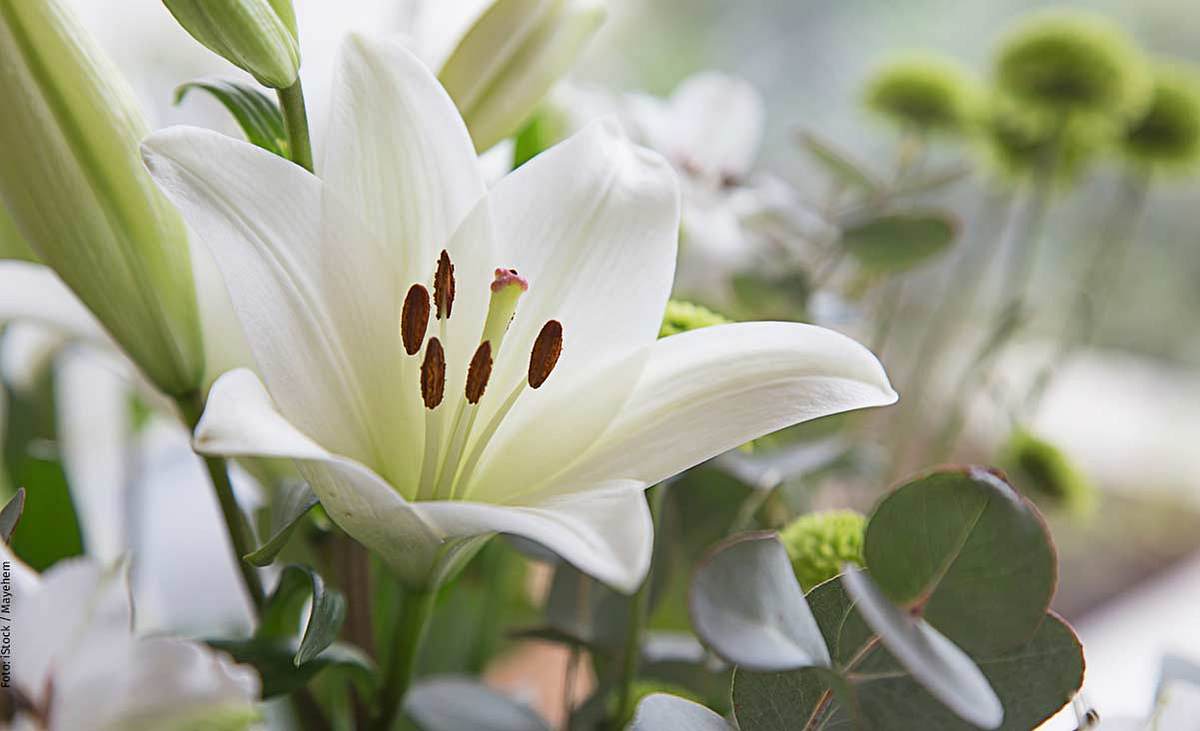 Weiße Lilien als Klassiker