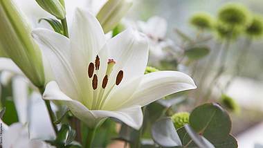 Weiße Lilien als Klassiker - Foto: iStock / Mayehem