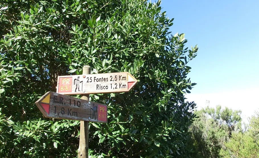 Urlaubs-Souvenir: Lorbeer (Laurus nobilis) Blumen aus dem Urlaub