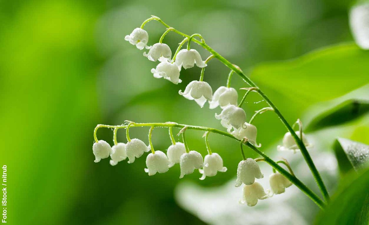 Weiße Maiglöckchen-Blüten