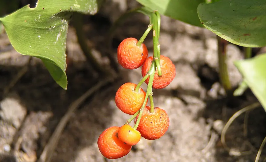 Beeren des Maiglöckchen giftige Beeren