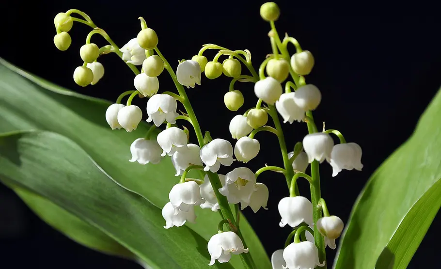 Giftpflanze: Maiglöckchen Blüte der Giftpflanze