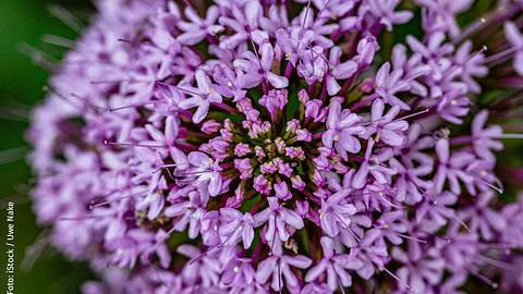 Majoran-Blüten: Kann man sie essen? - Foto: iStock / Uwe Nake