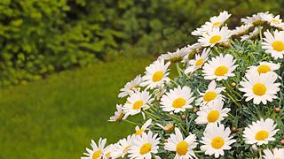 Blühende Margeriten - Foto: Gabriele Grassi / iStock