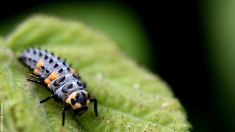 Schwarze Marienkäferlarve mit gelben Punkten auf Blatt - Foto: iStock / Navid Linnemann