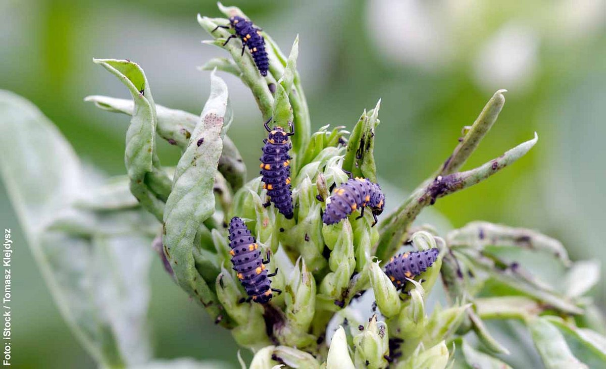 Marienkäferlarven auf Bohnenpflanze mit Blattläusen