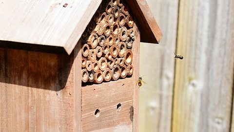 Mauerbienen - Foto: pollydot / pixabay