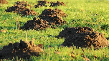Mehrere Maulwurfshügel - Foto: meineresterampe / Pixabay Mehrere Maulwurfshügel - Foto: meineresterampe / Pixabay