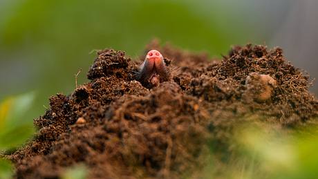 Maulwurf schaut aus seinem Hügel heraus - Foto: iStock / DamianKuzdak