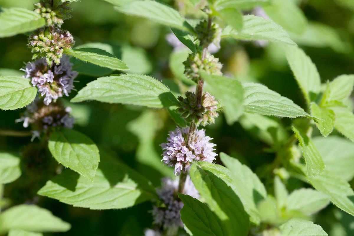 Eine Nahaufnahme einer blühenden Mentha arvensis, winzige blassviolette Blüten scharen sich in den Blattachseln.