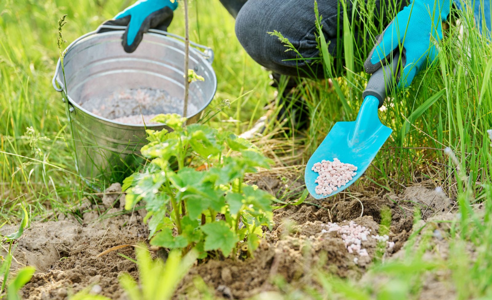 Mineralischer Dnger: Einfache Anwendung, schnelle Wirkung | Selbst