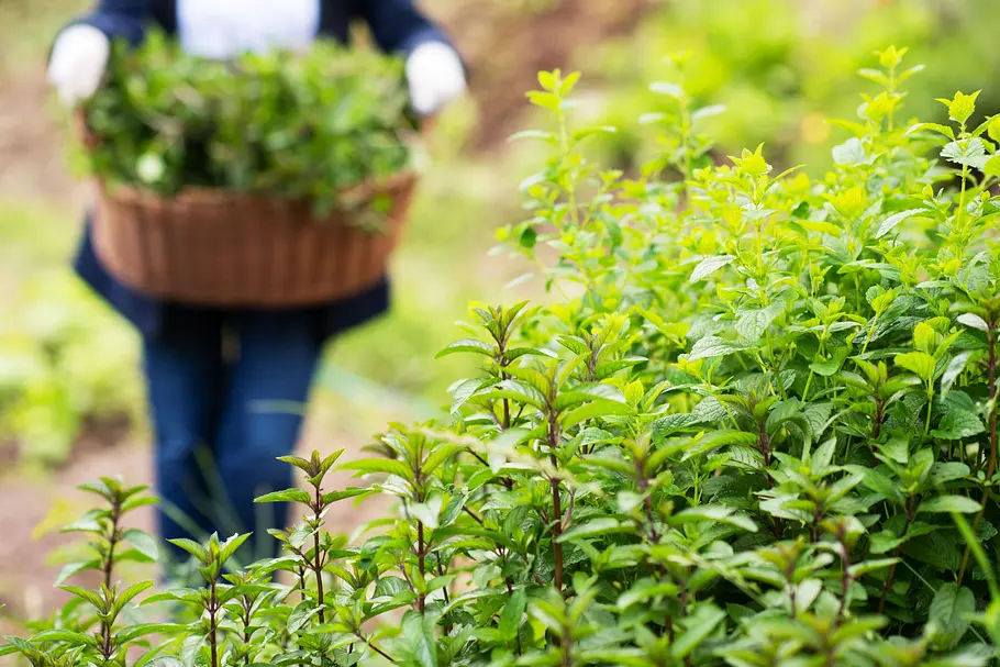 Minze im Garten anbauen