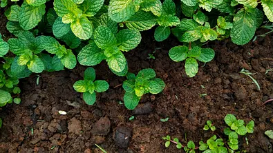 Minze im Beet pflanzen - Foto: AdobeStock / THEGOT