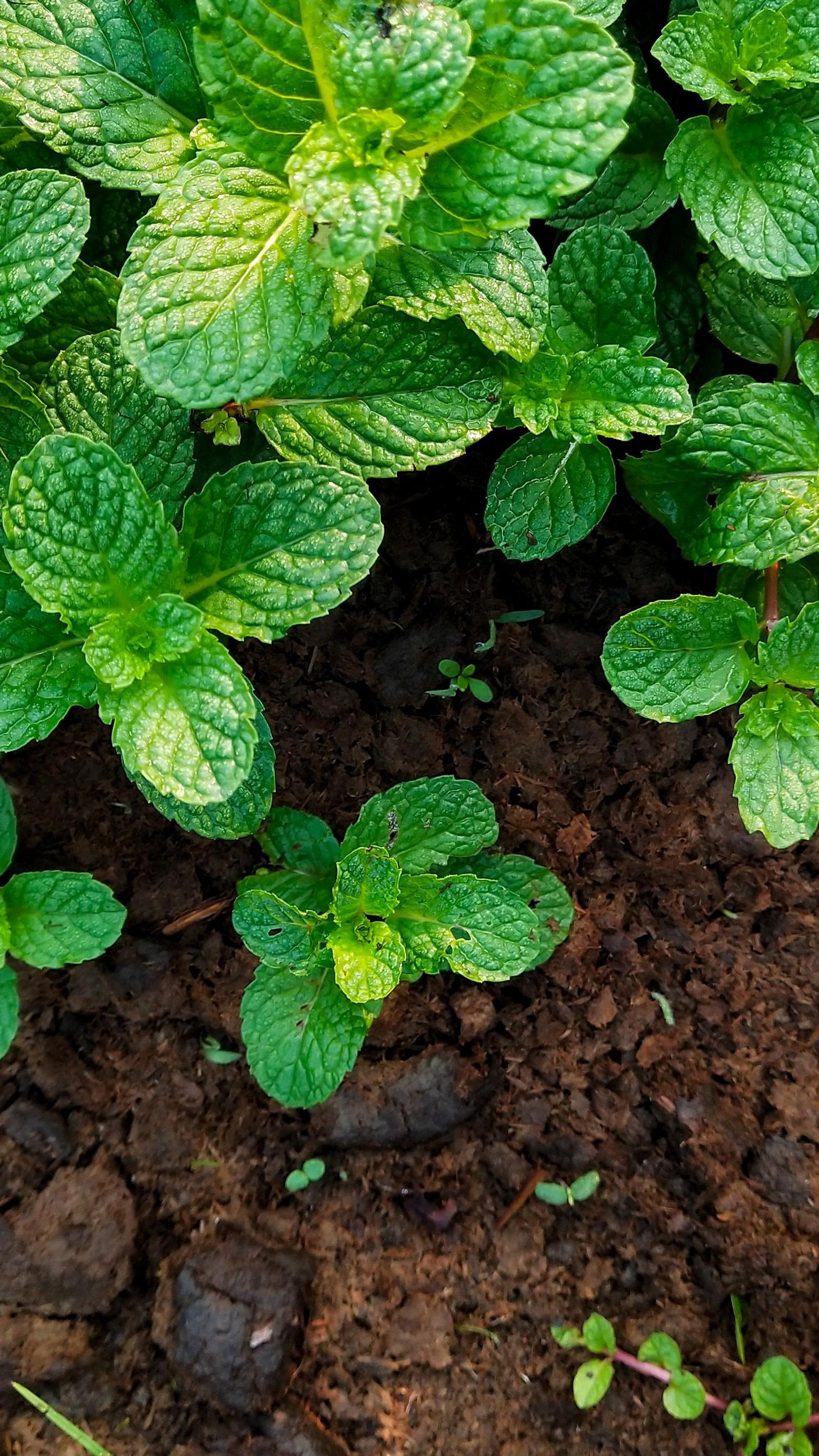 kopfsalat düngen Kopfsalat, 6er Schale main image 0